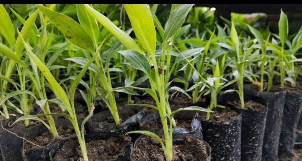 PhilFIDA Distributes Abaca Planting Materials to Metro DALE&nbsp;Farmers